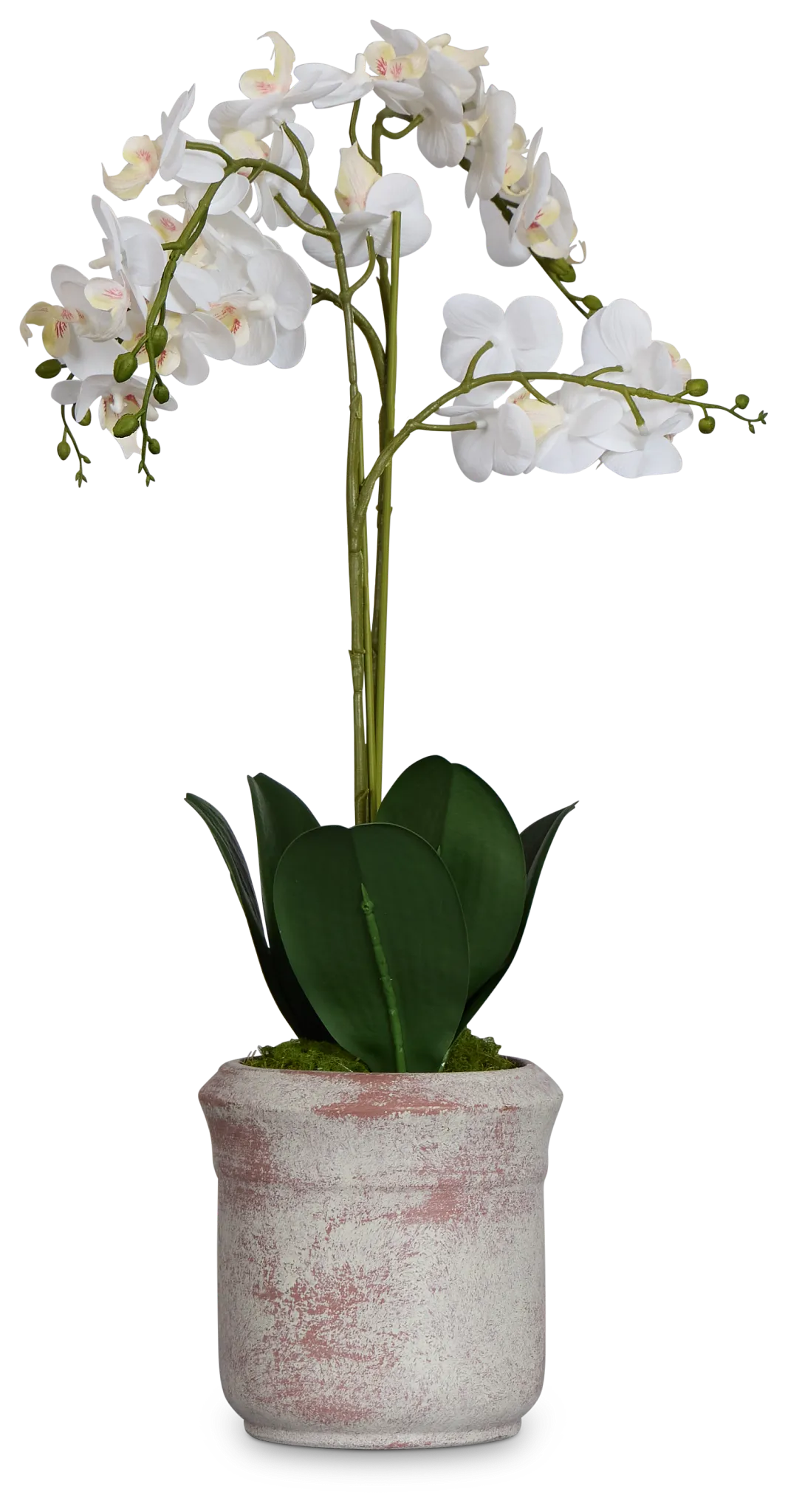 Orchid White 24" Floral Arrangement