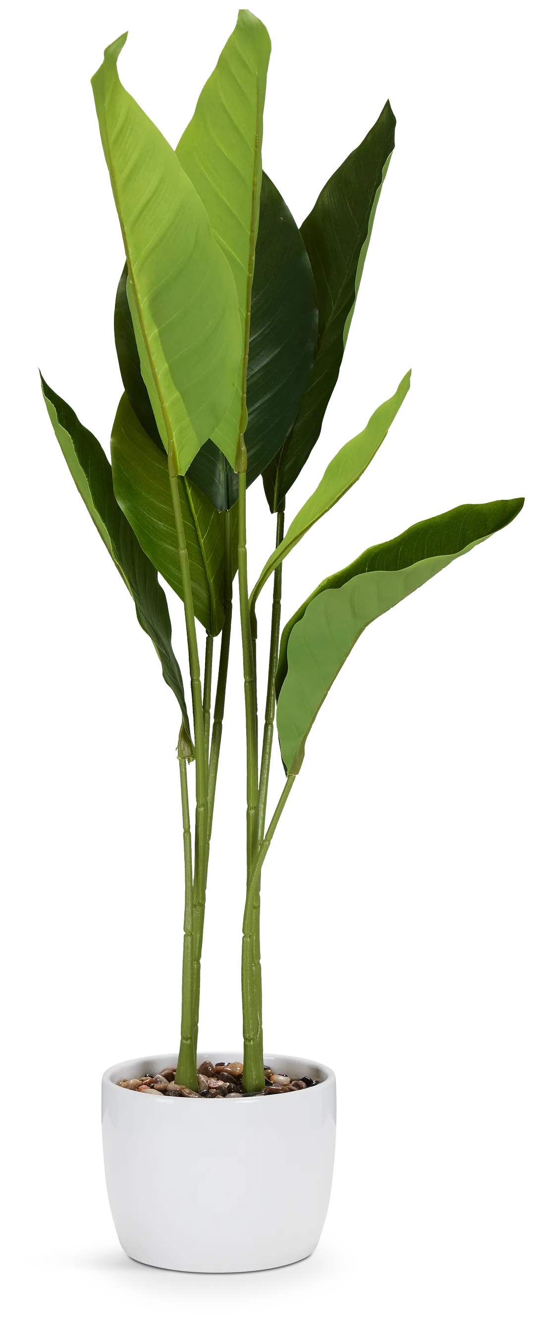 Birds Of Paradise 36" Greenery