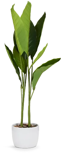 Birds Of Paradise 36" Greenery