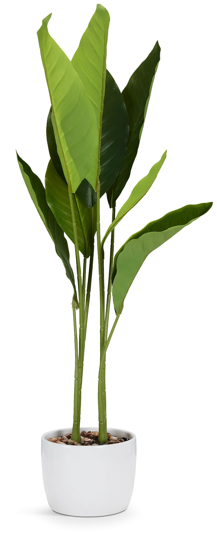 Birds Of Paradise 36" Greenery