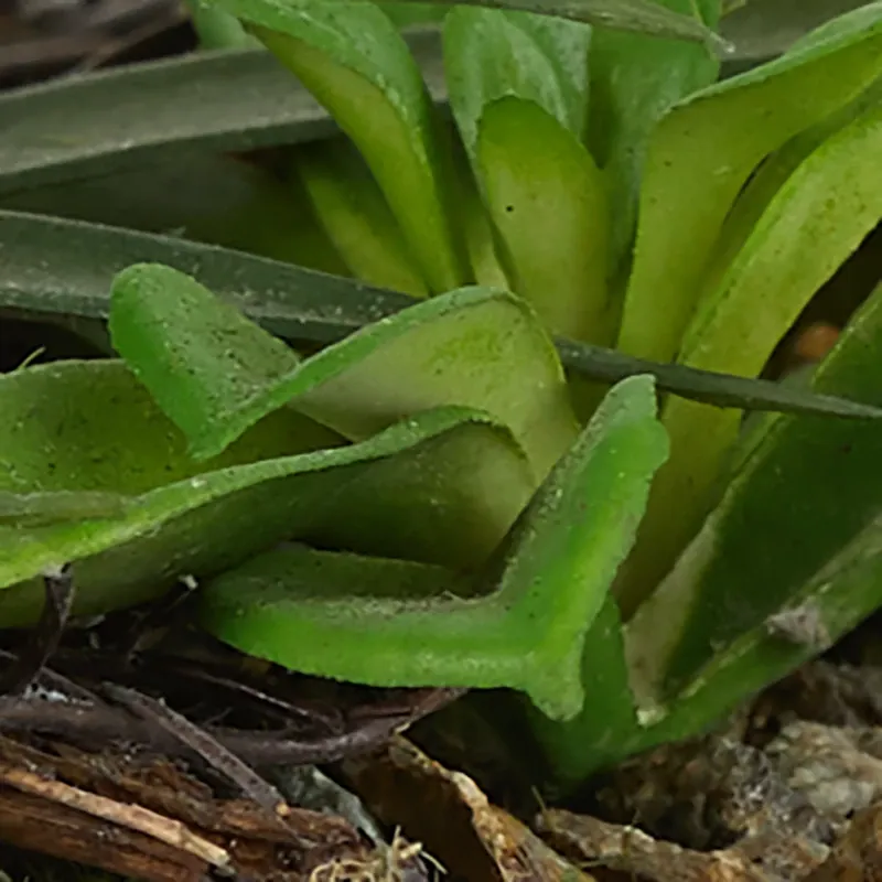 June Multicolored Wood Succulent