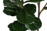 Ficus Lyrata 6' Green Tree