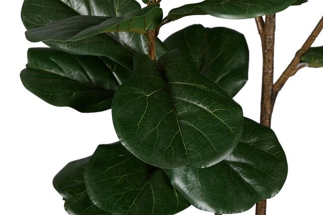 Ficus Lyrata 6' Green Tree