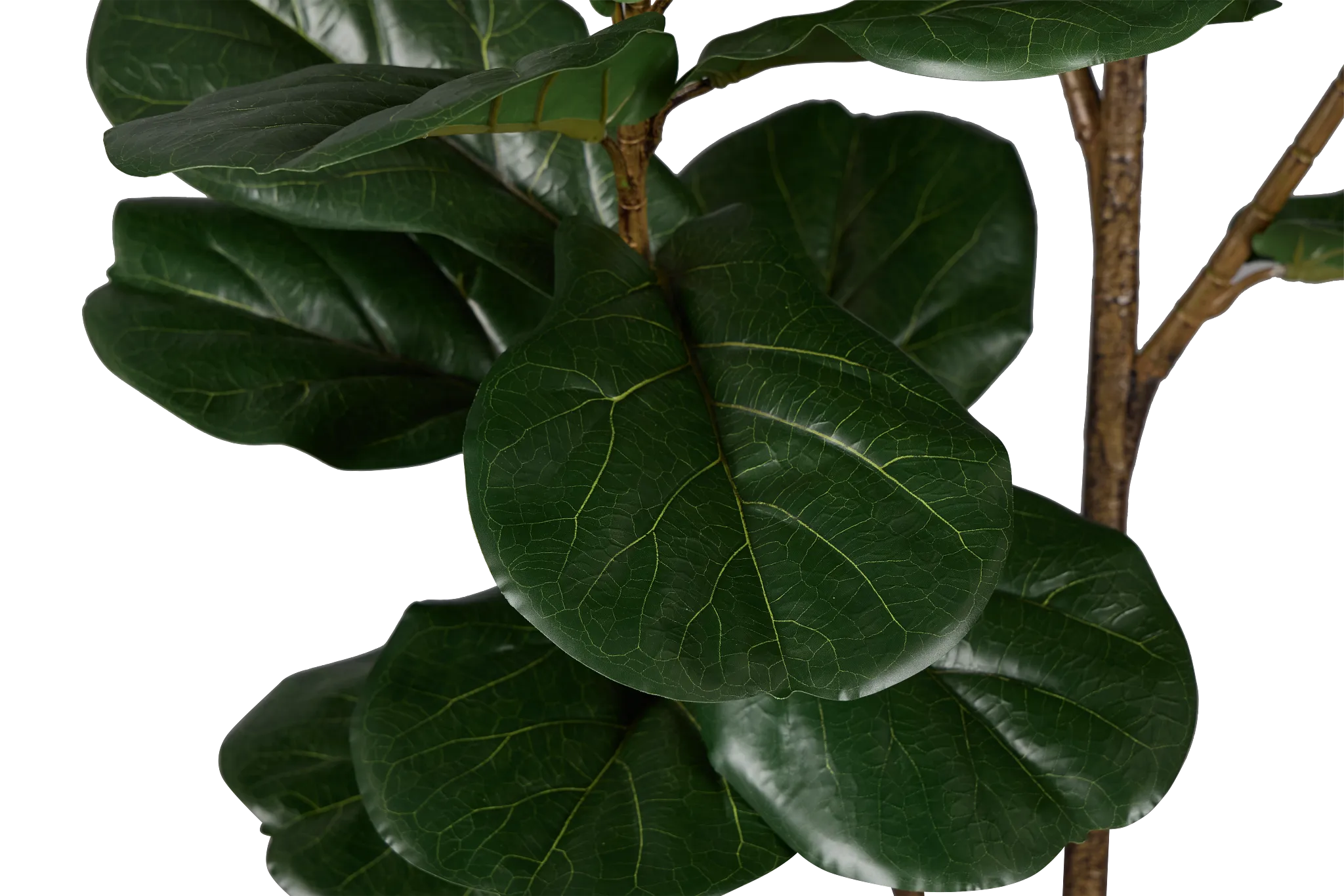 Ficus Lyrata 6' Green Tree