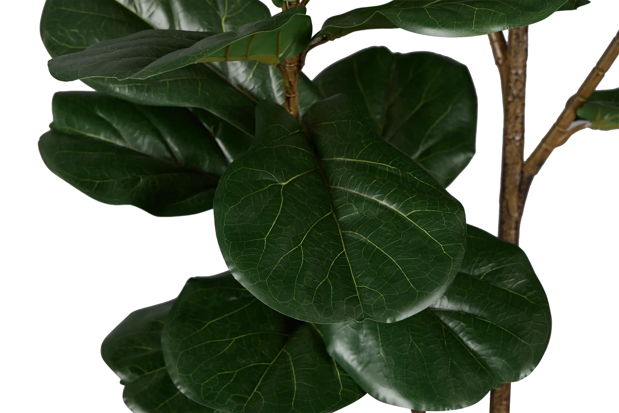 Ficus Lyrata 6' Green Tree Ficus Lyrata 6' Green Tree