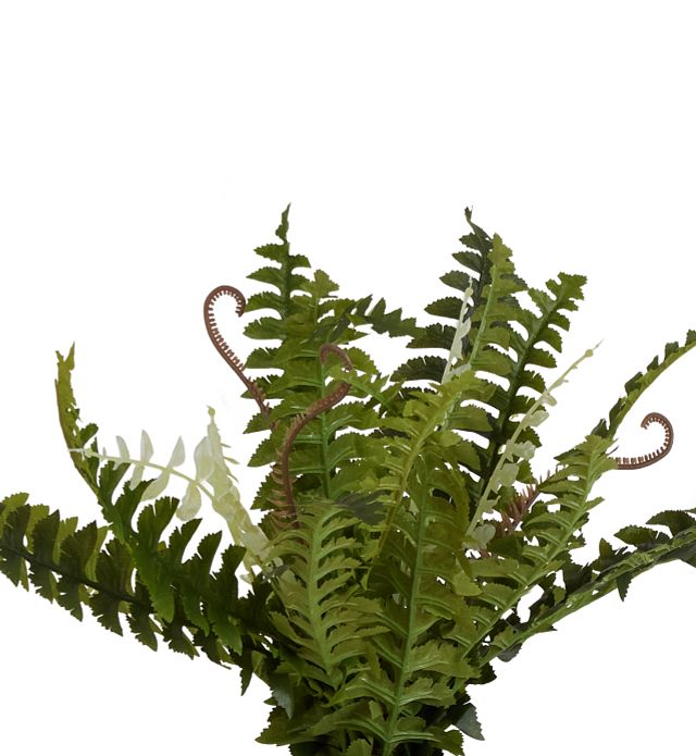 Pderidophyte 21" Greenery