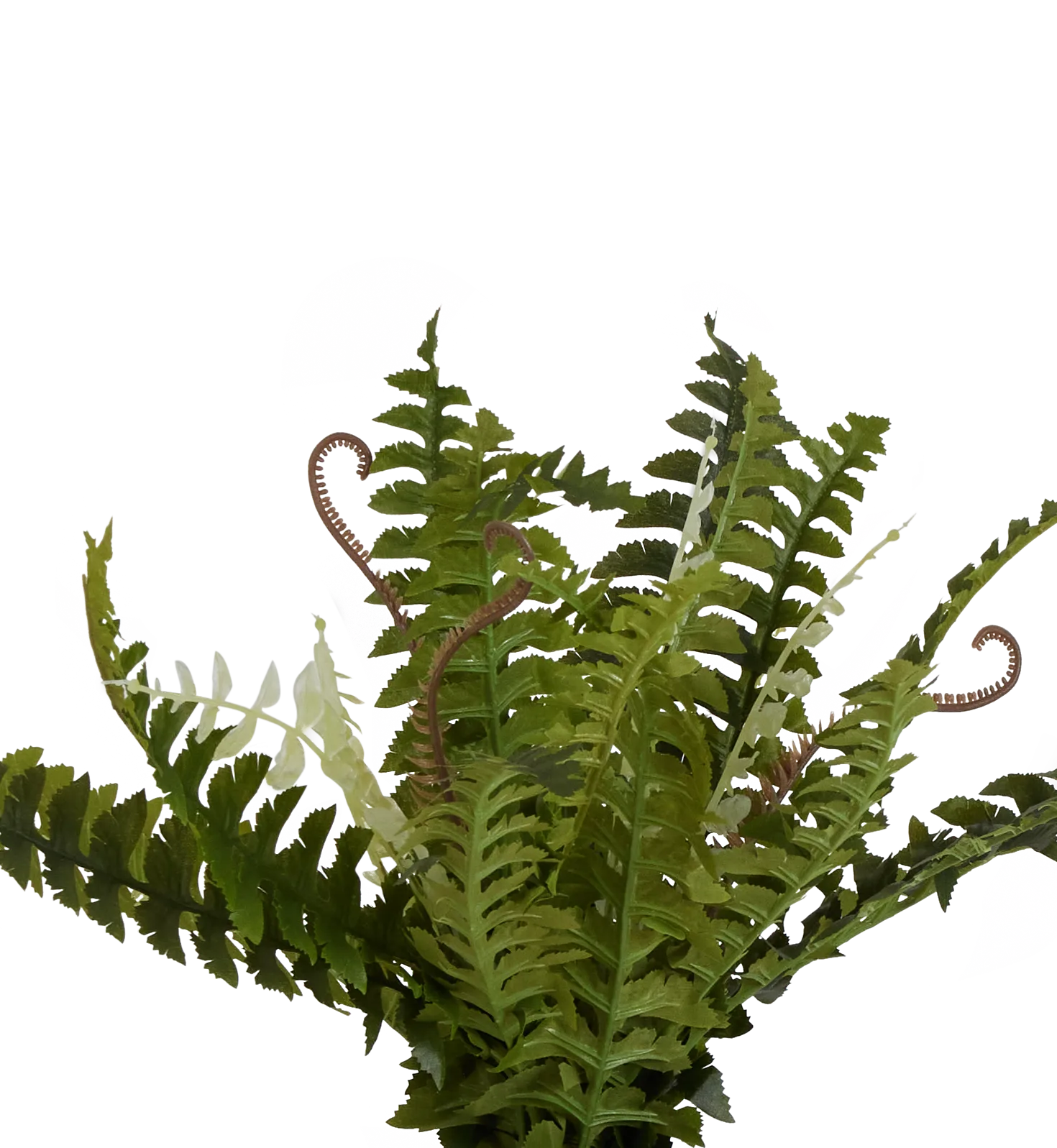 Pderidophyte 21" Greenery