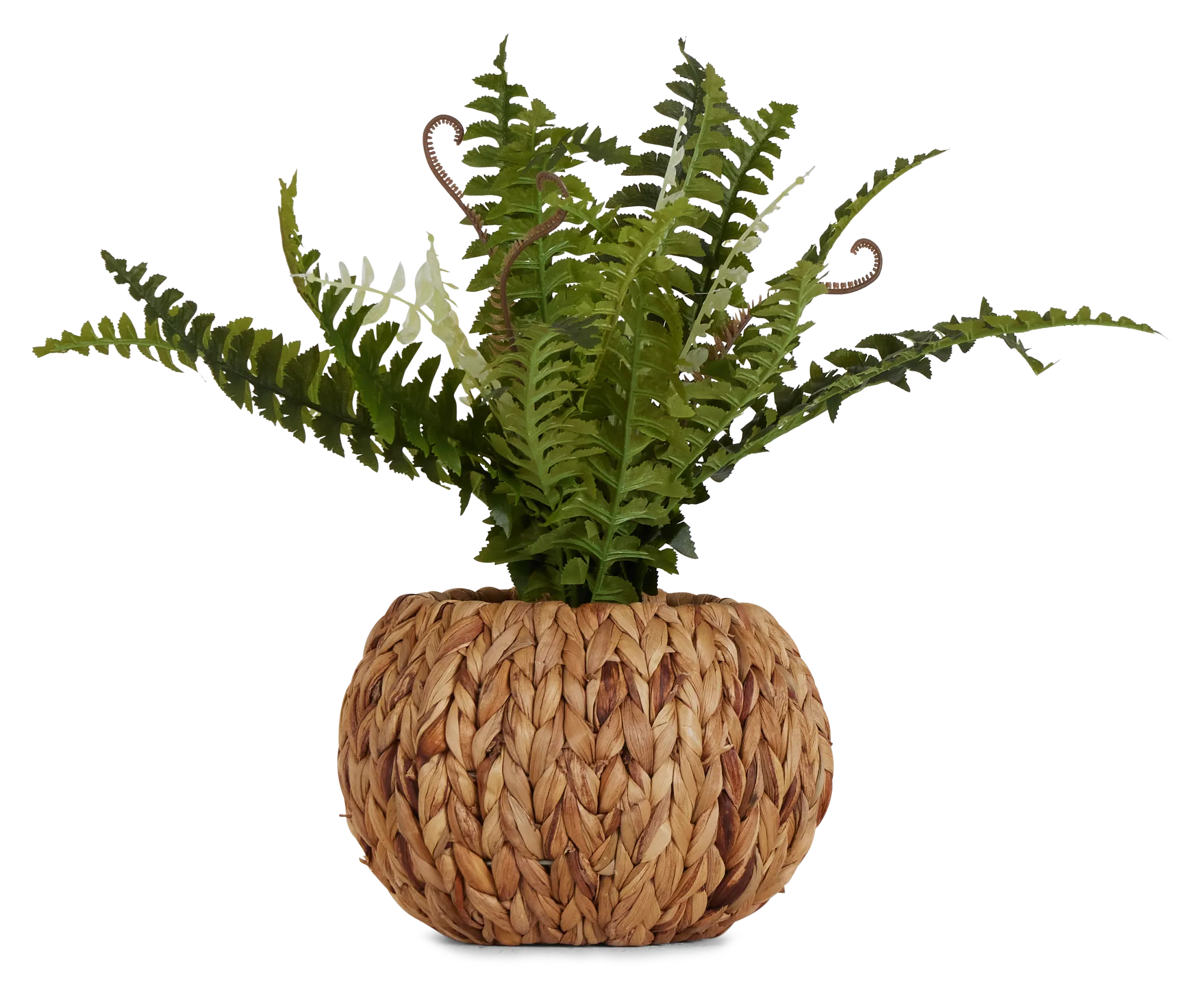 Pderidophyte 21" Greenery