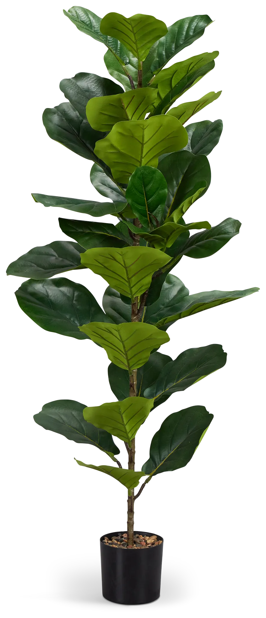 Ficus Lyrata 47" Greenery
