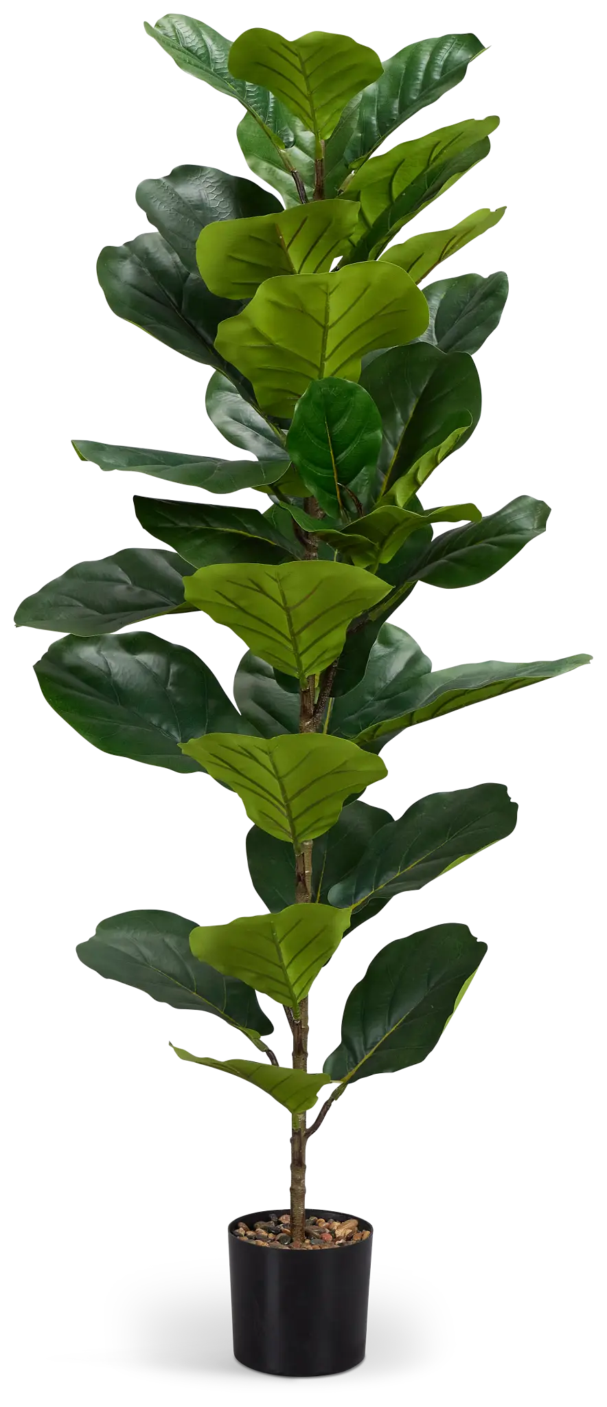 Ficus Lyrata 47" Greenery Ficus Lyrata 47" Greenery