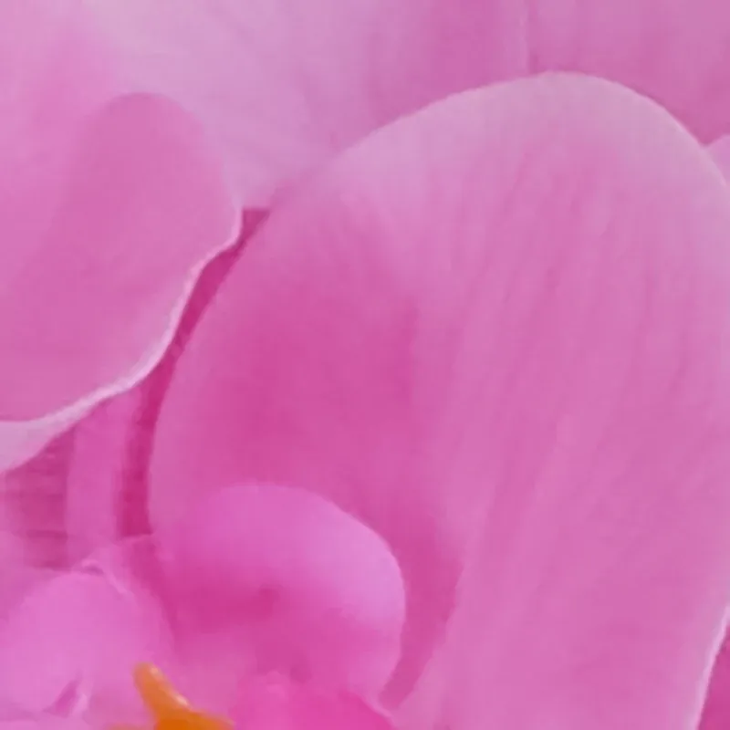 Potted Pink 24" Orchid