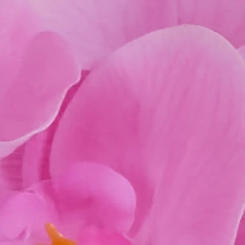 Pink Pink