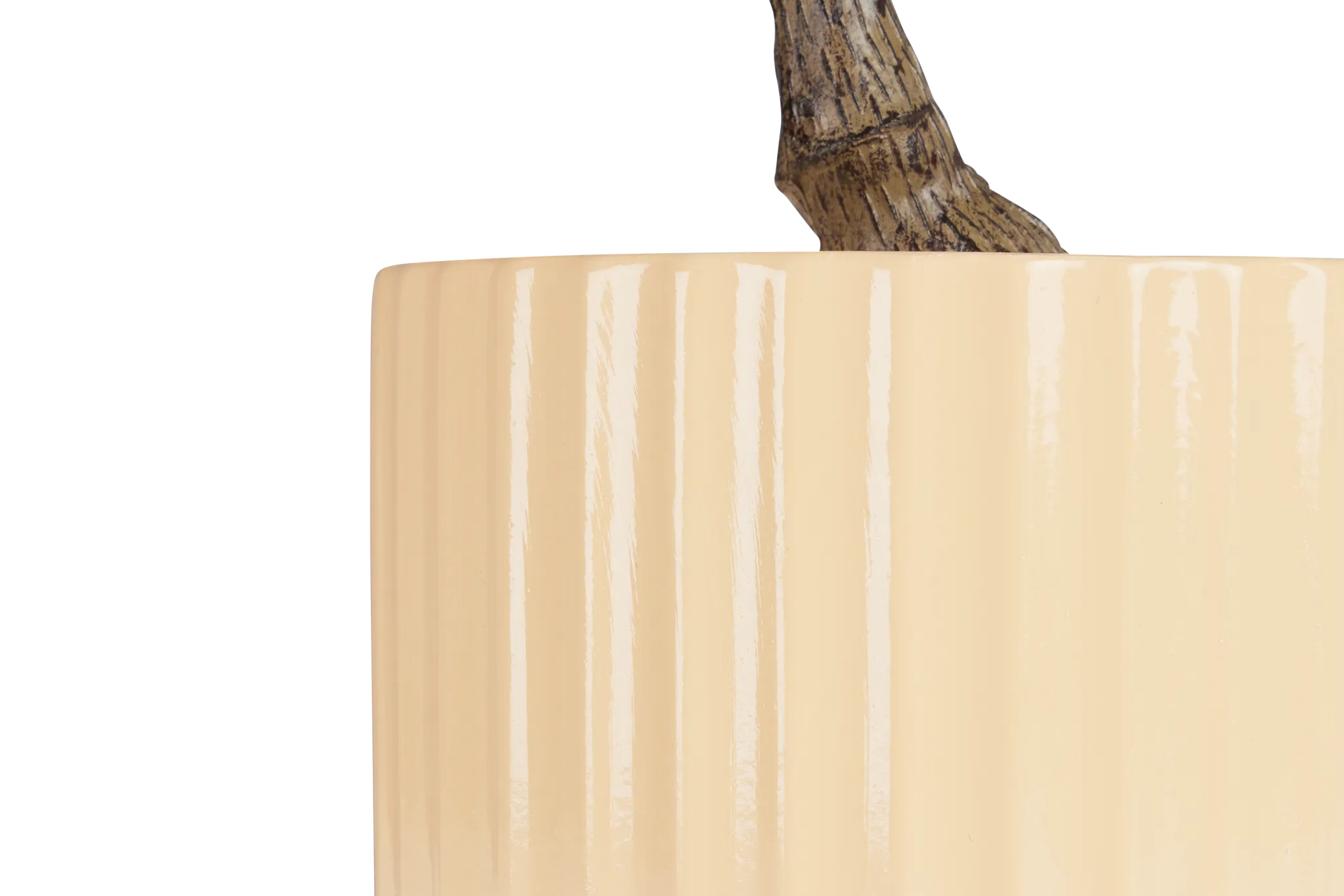 Begonia Natunaesis 16.5" Tree