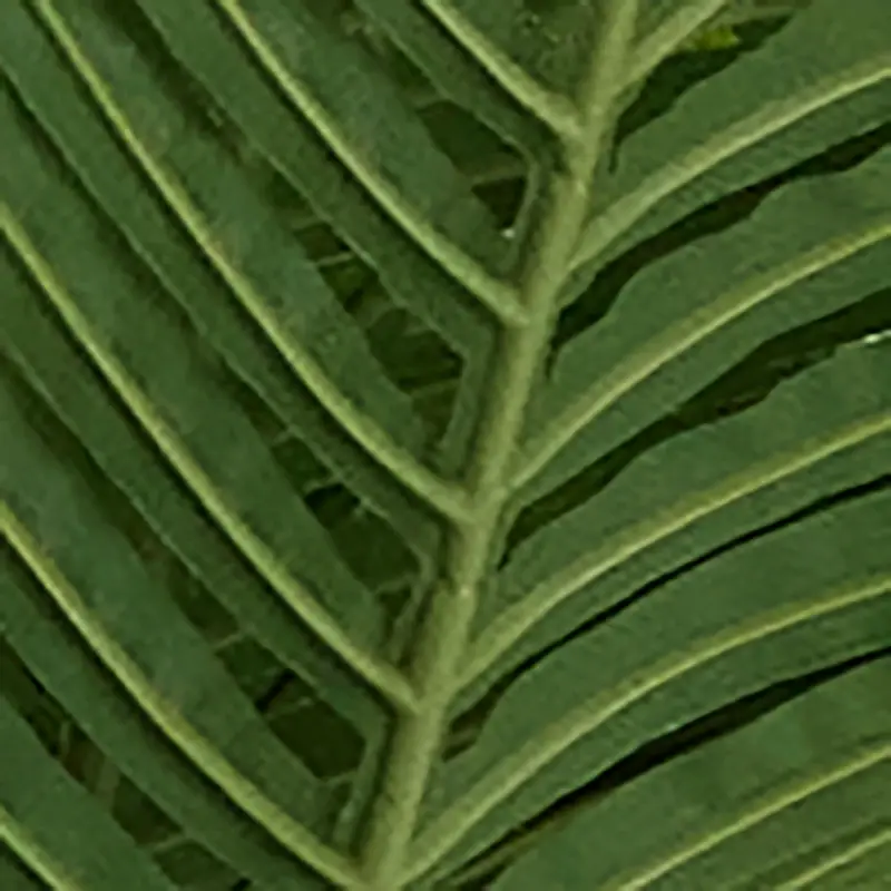 GREEN Areca 57" Palm