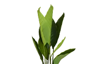 Birds Of Paradise 36" Greenery