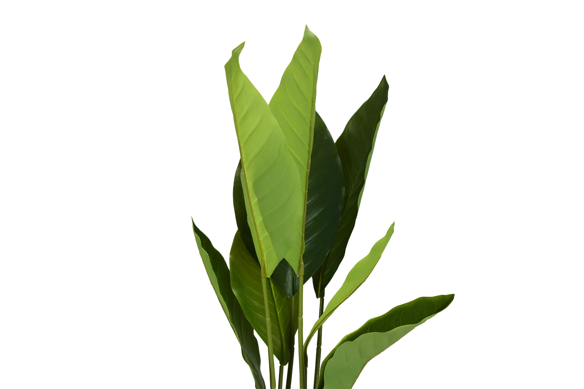 Birds Of Paradise 36" Greenery