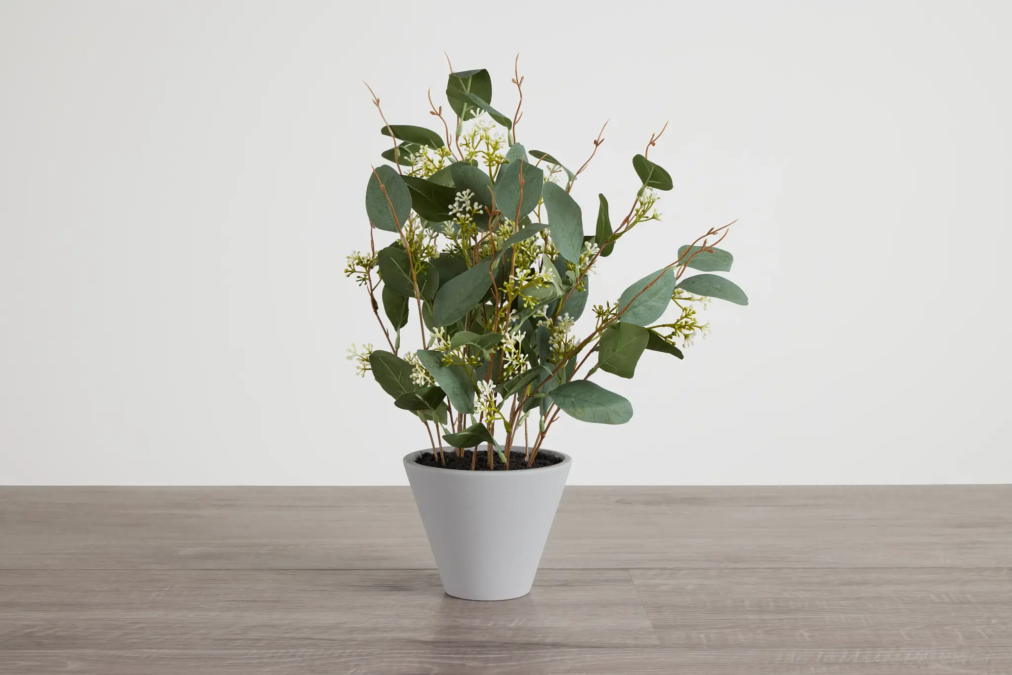 Eucalyptus Medium Greenery Eucalyptus Medium Greenery