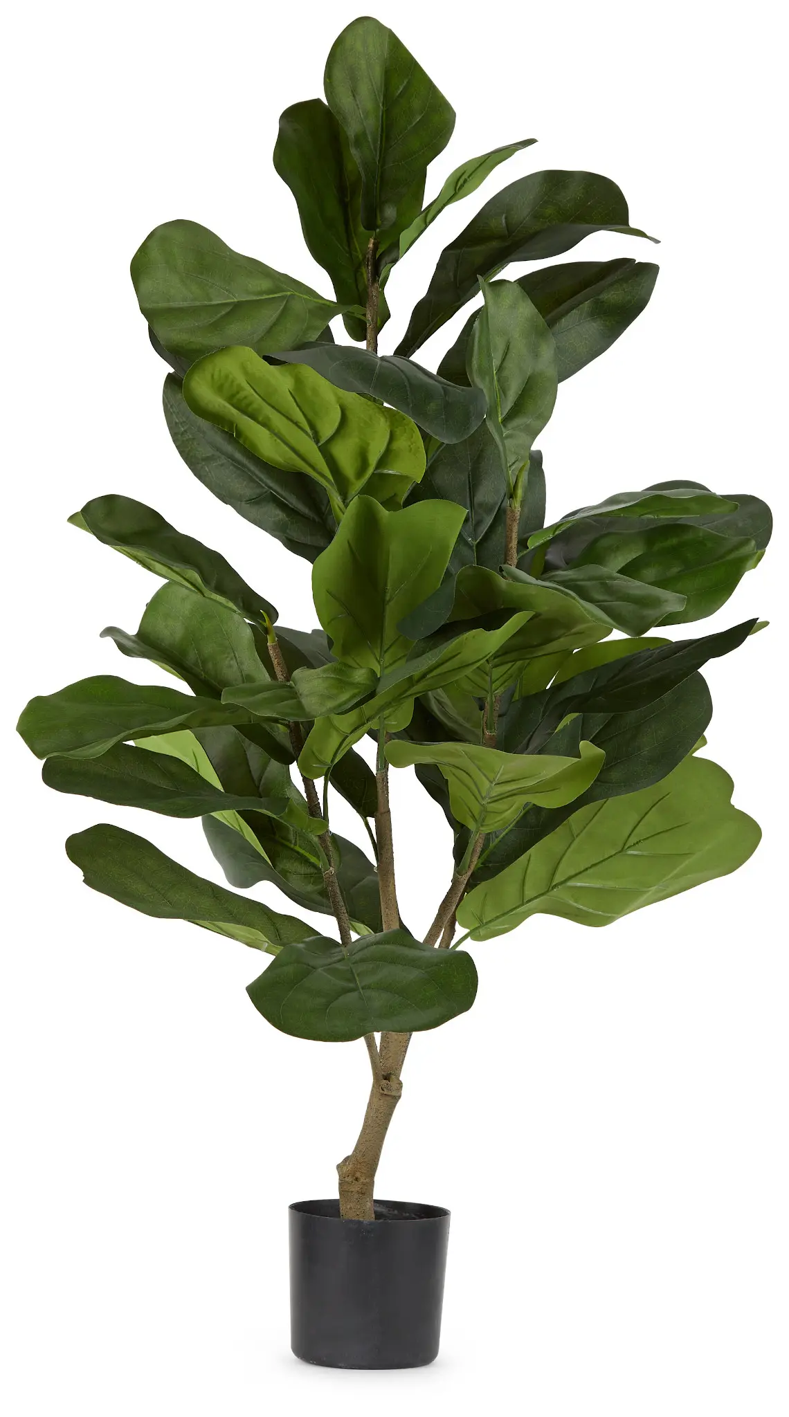 Mia Fiddle Fig Tree Mia Fiddle Fig Tree