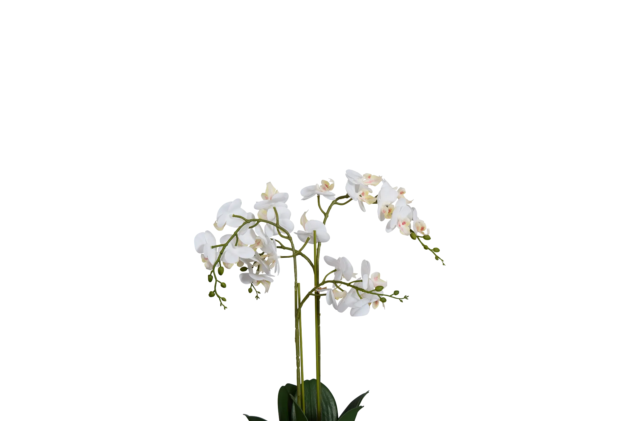 Orchid White 24" Floral Arrangement