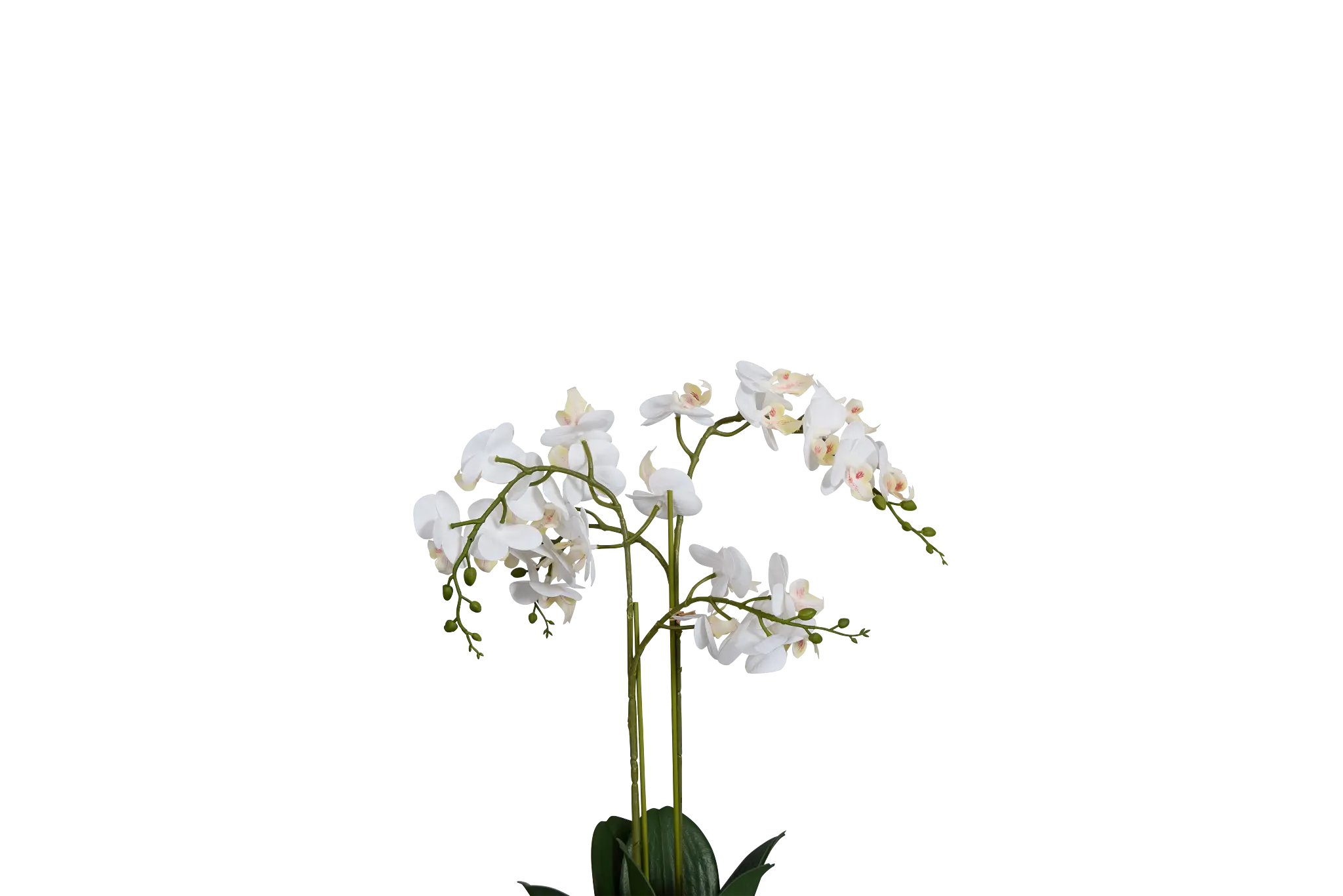 Orchid White 24" Floral Arrangement Orchid White 24" Floral Arrangement