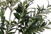 Olive 5' Green Tree