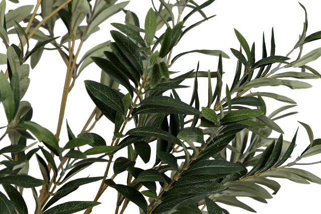Olive 5' Green Tree