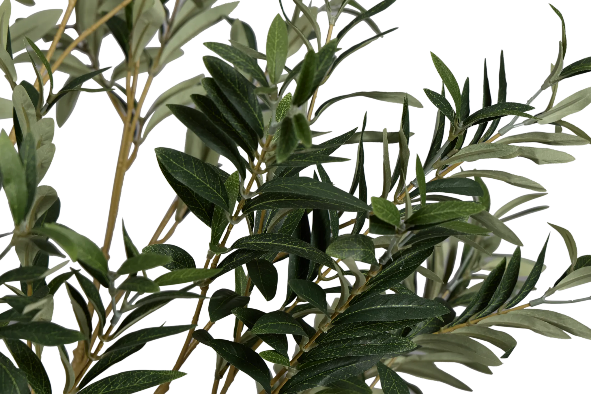 Olive 5' Green Tree