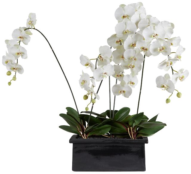 Phalaenopsis White 42" Orchid