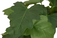 Caladium 11.5" Greenery