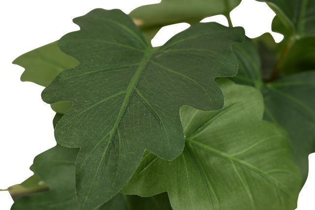 Caladium 11.5" Greenery