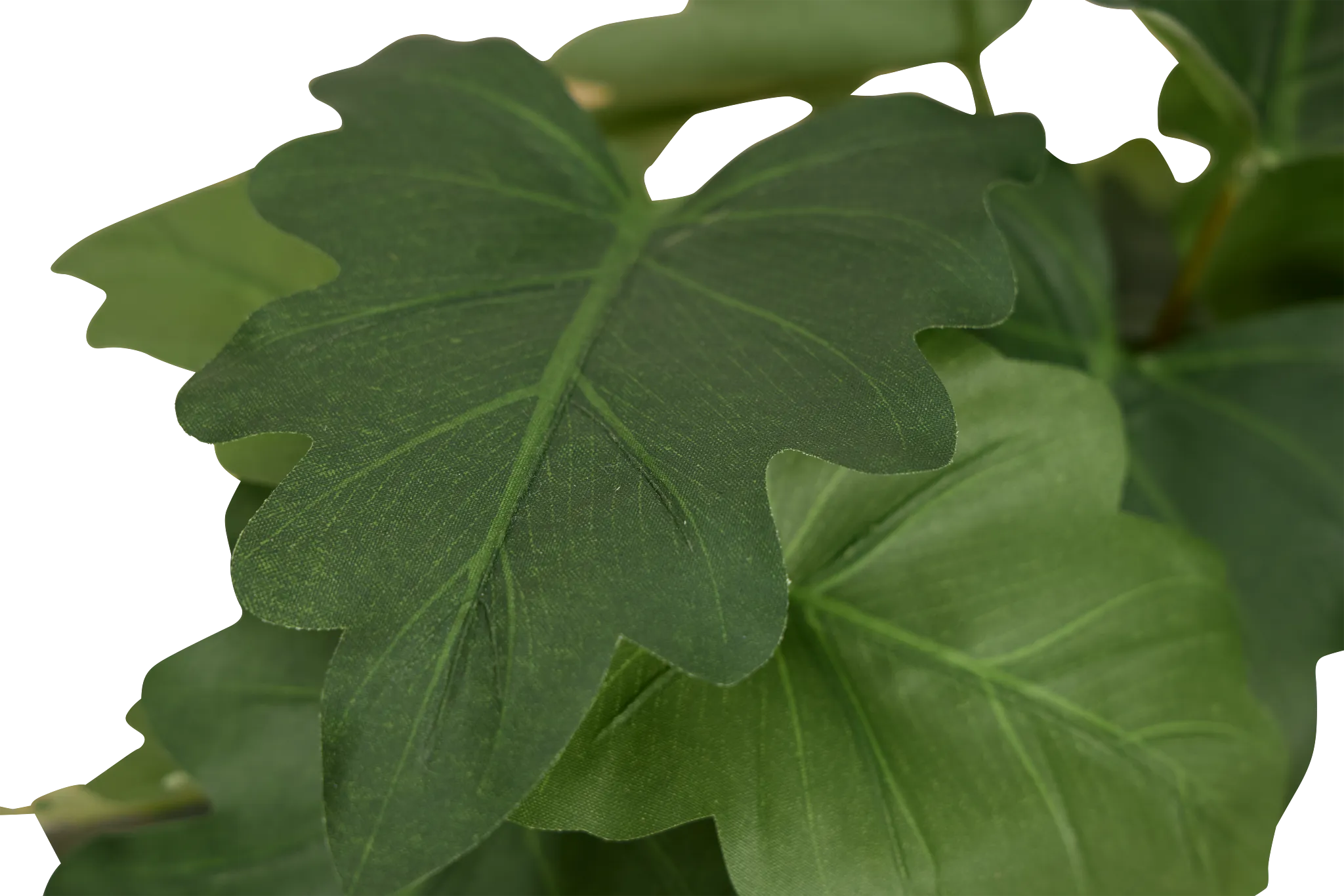 Caladium 11.5" Greenery