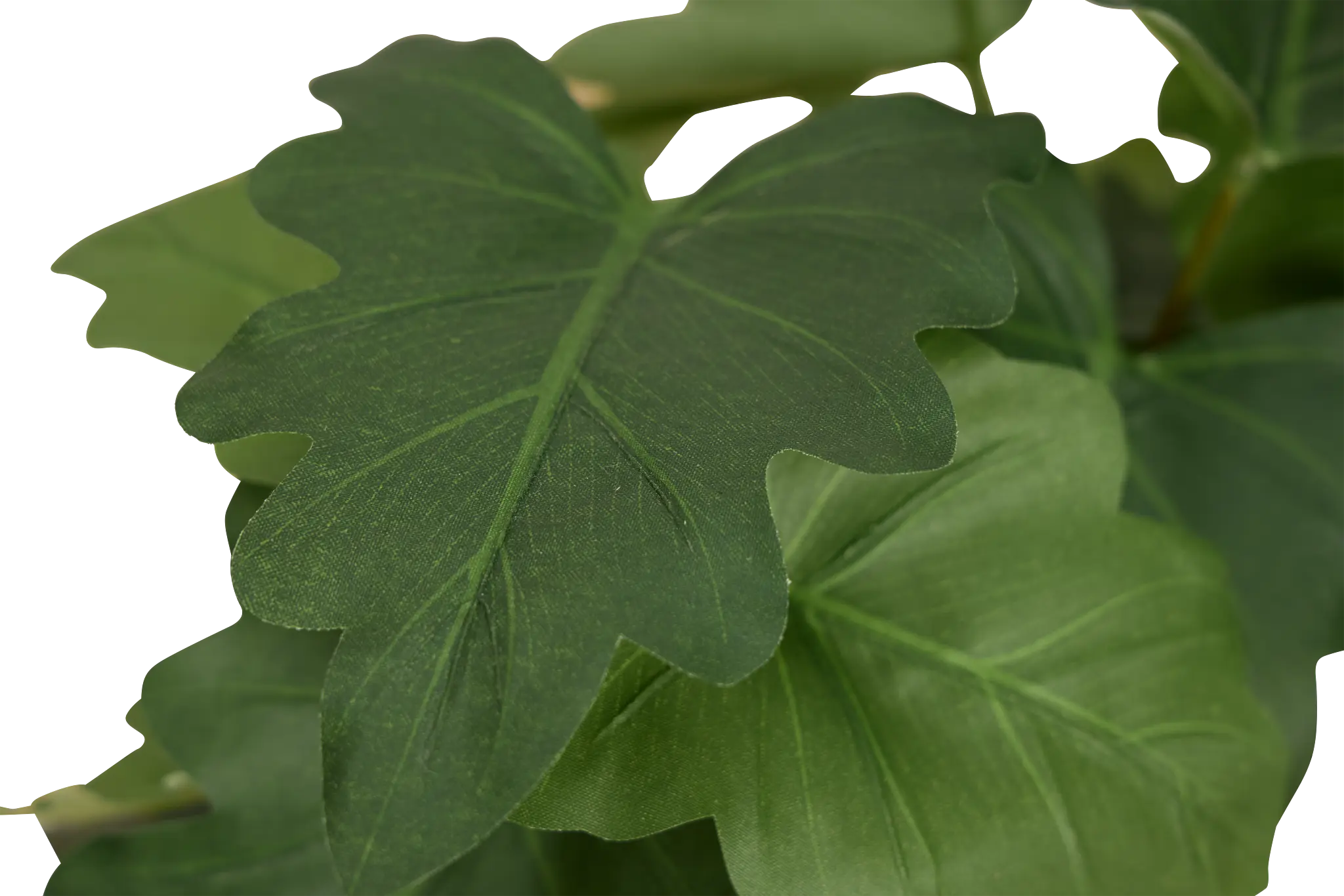 Caladium 11.5" Greenery Caladium 11.5" Greenery