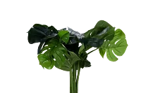 Monstera Deliciosa 20" Greenery