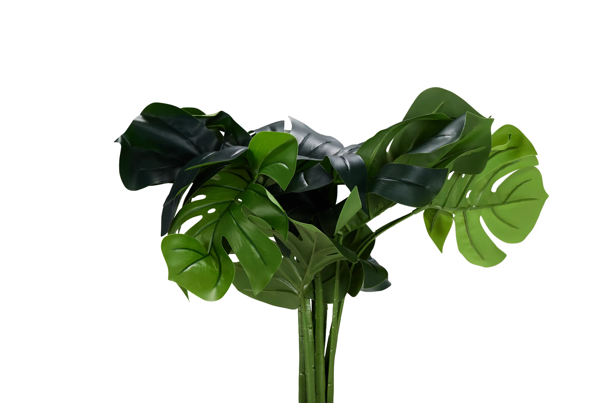 Monstera Deliciosa 20" Greenery