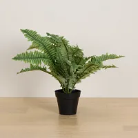 Boston Fern 20" Greenery
