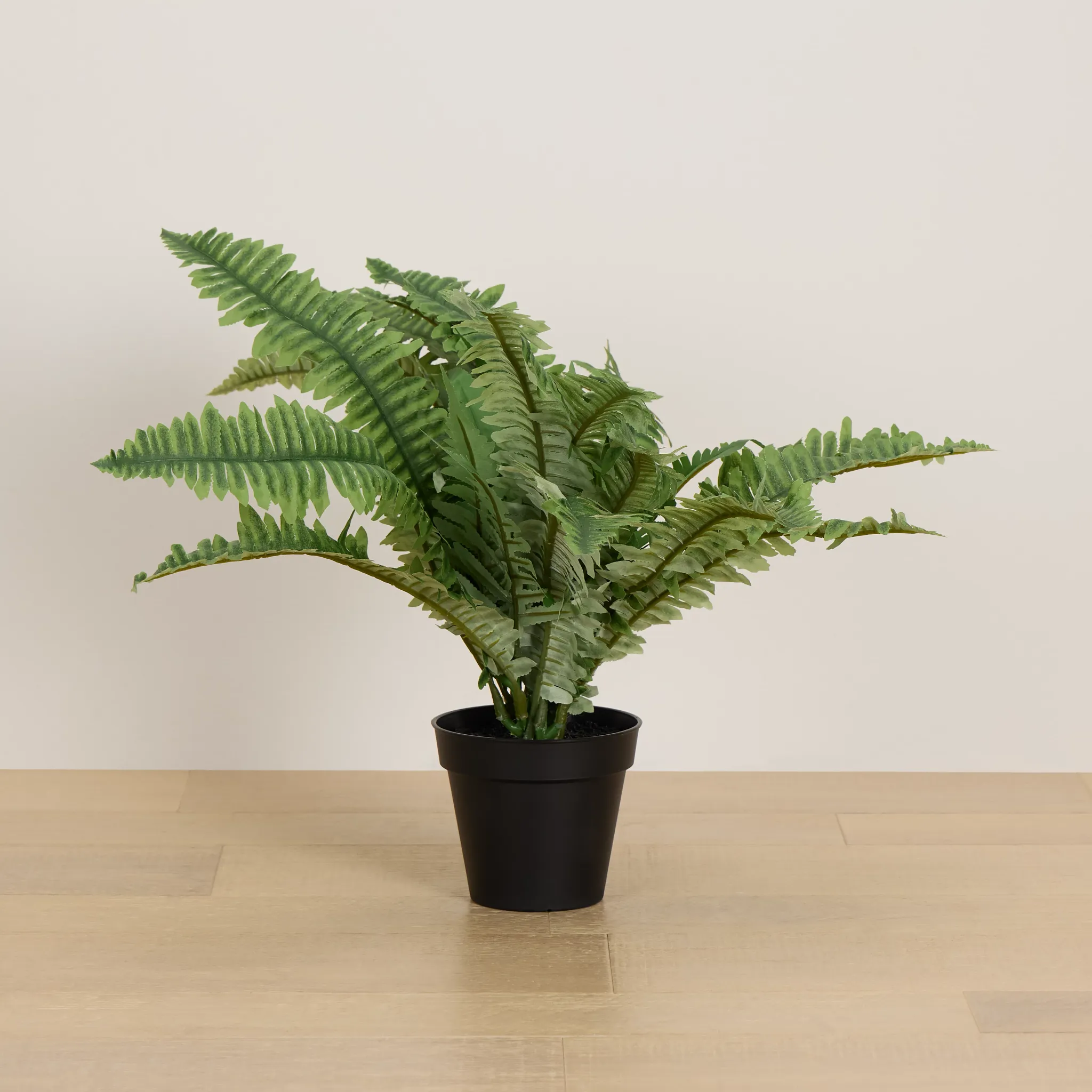 Boston Fern 20" Greenery