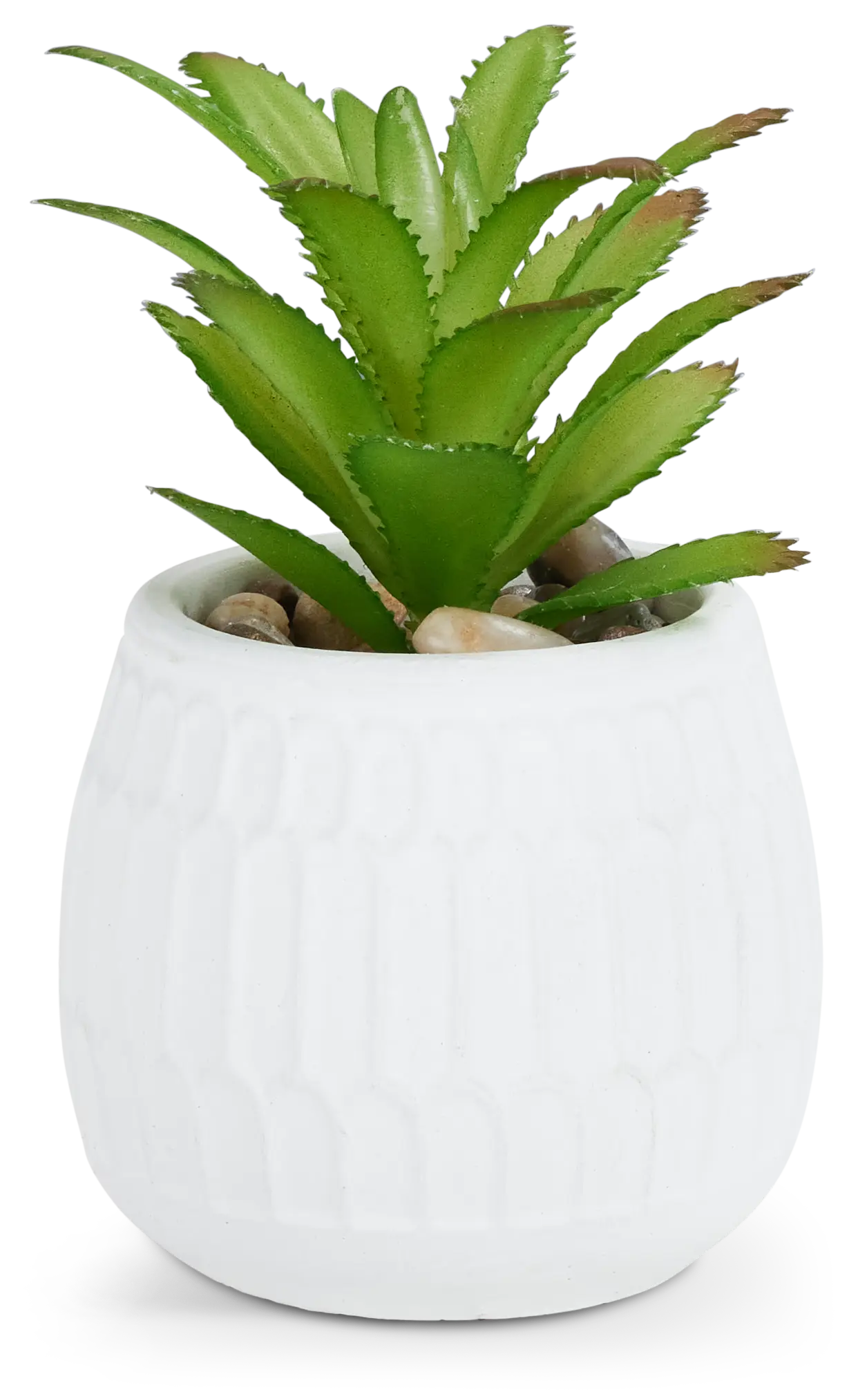 Gobi 5" Succulent Gobi 5" Succulent