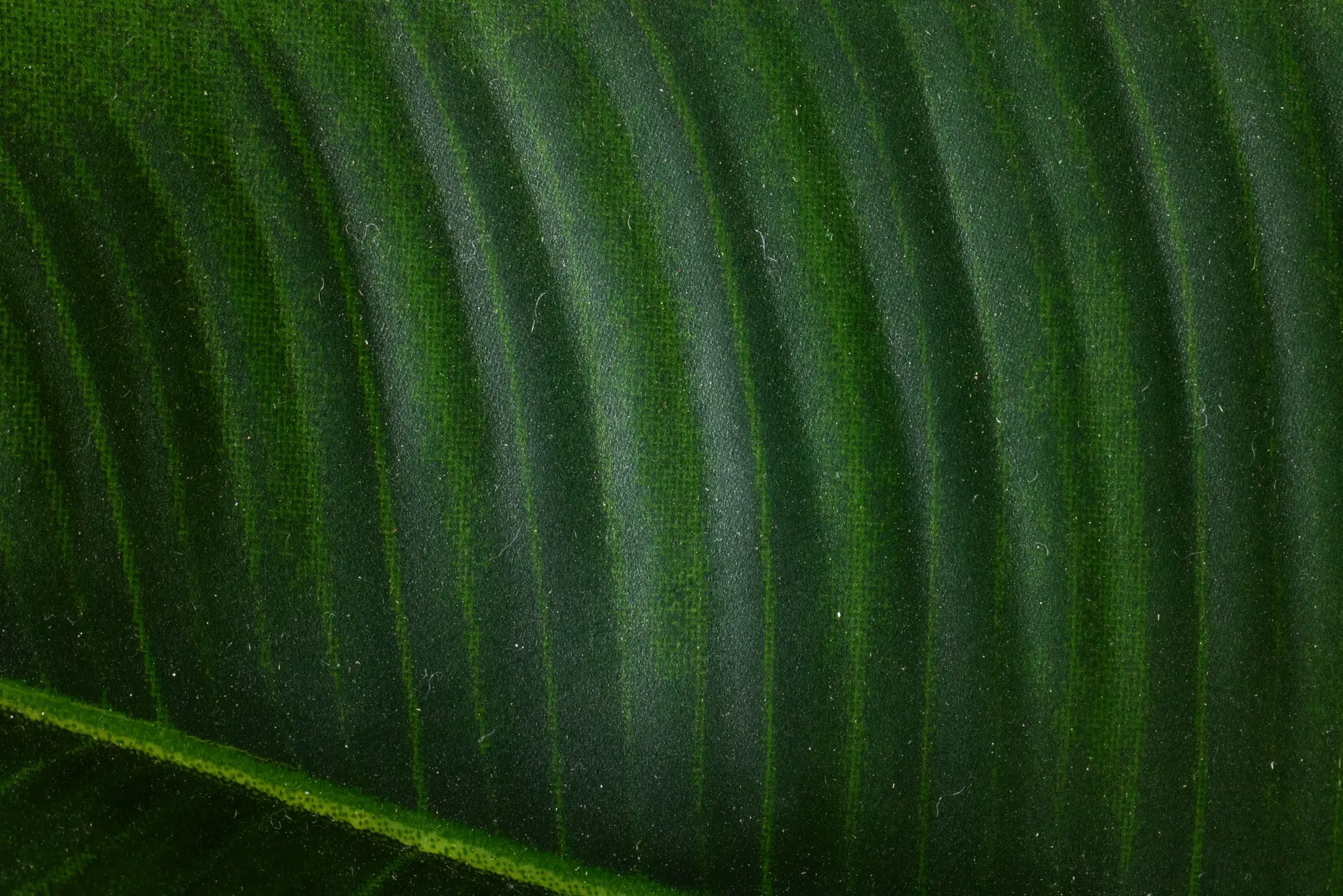 Green Green