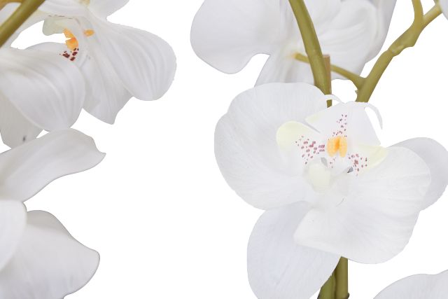 Potted White 25" Orchid