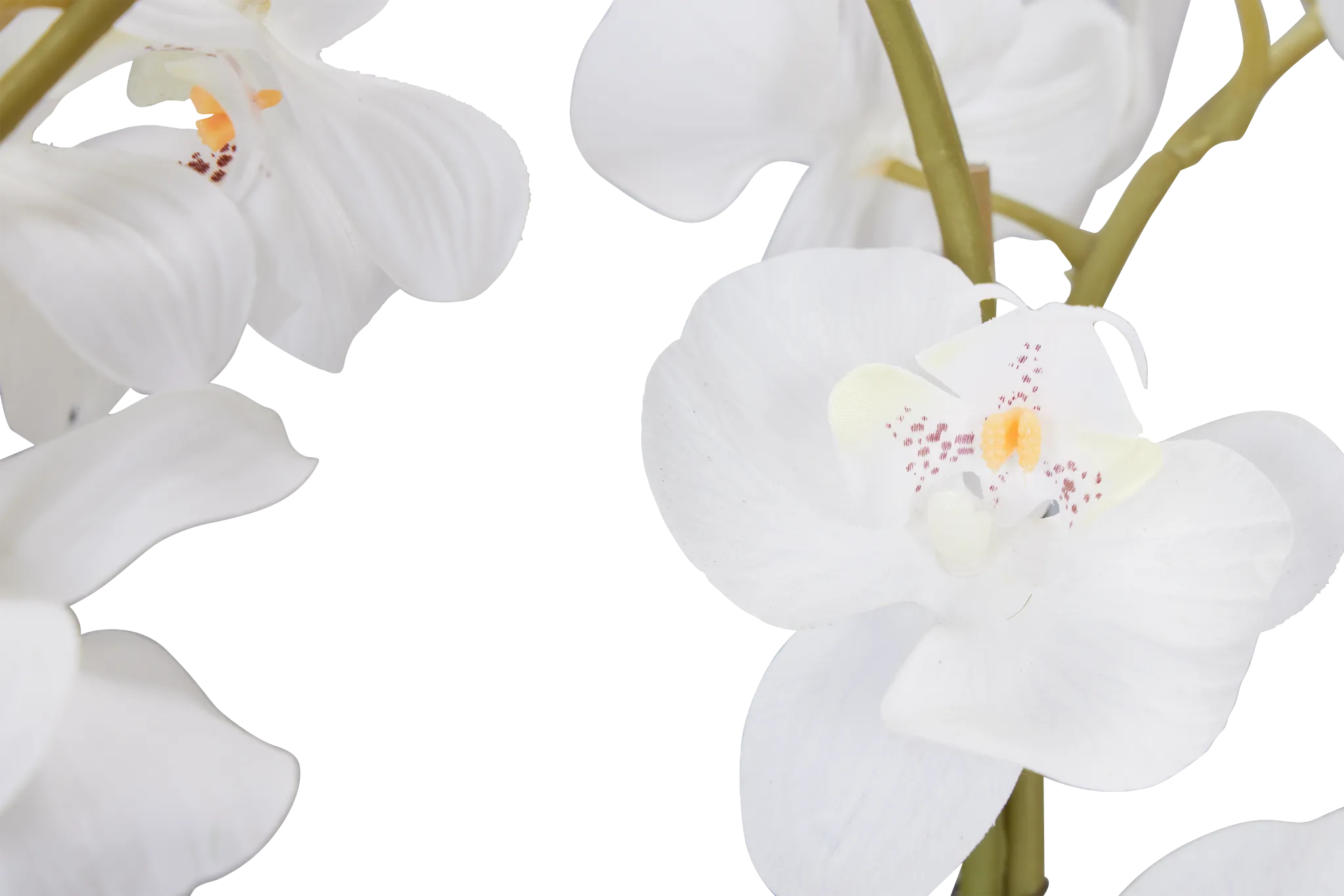 Potted White 25" Orchid