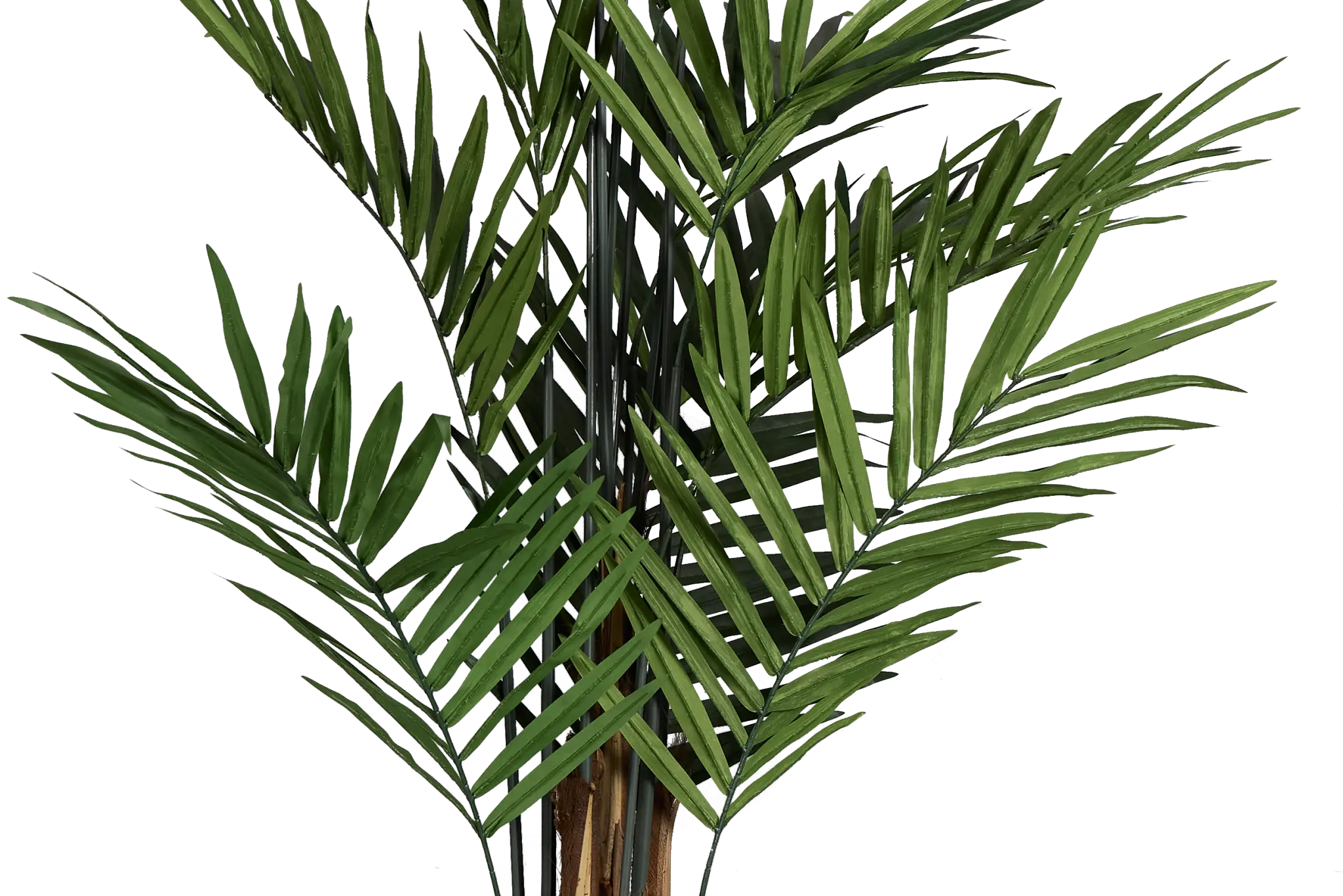 Koa 7' Palm Koa 7' Palm