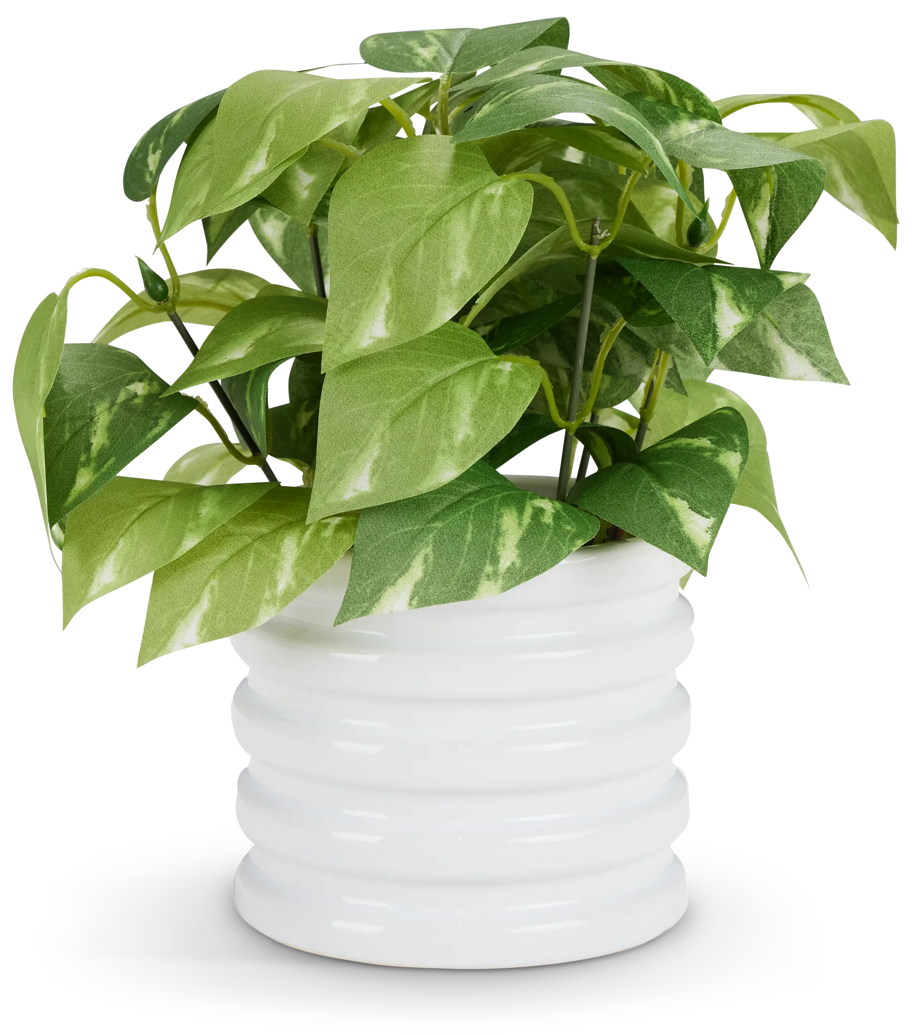 Devils Ivy 10.5" Greenery