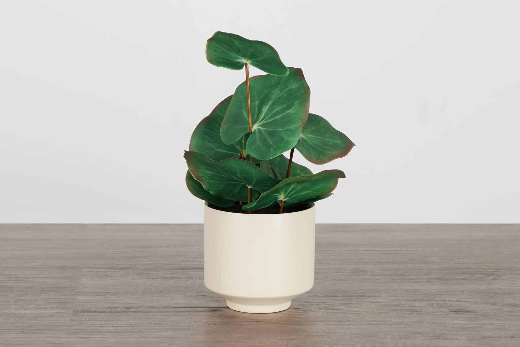 Water Lotus 11" Greenery Water Lotus 11" Greenery