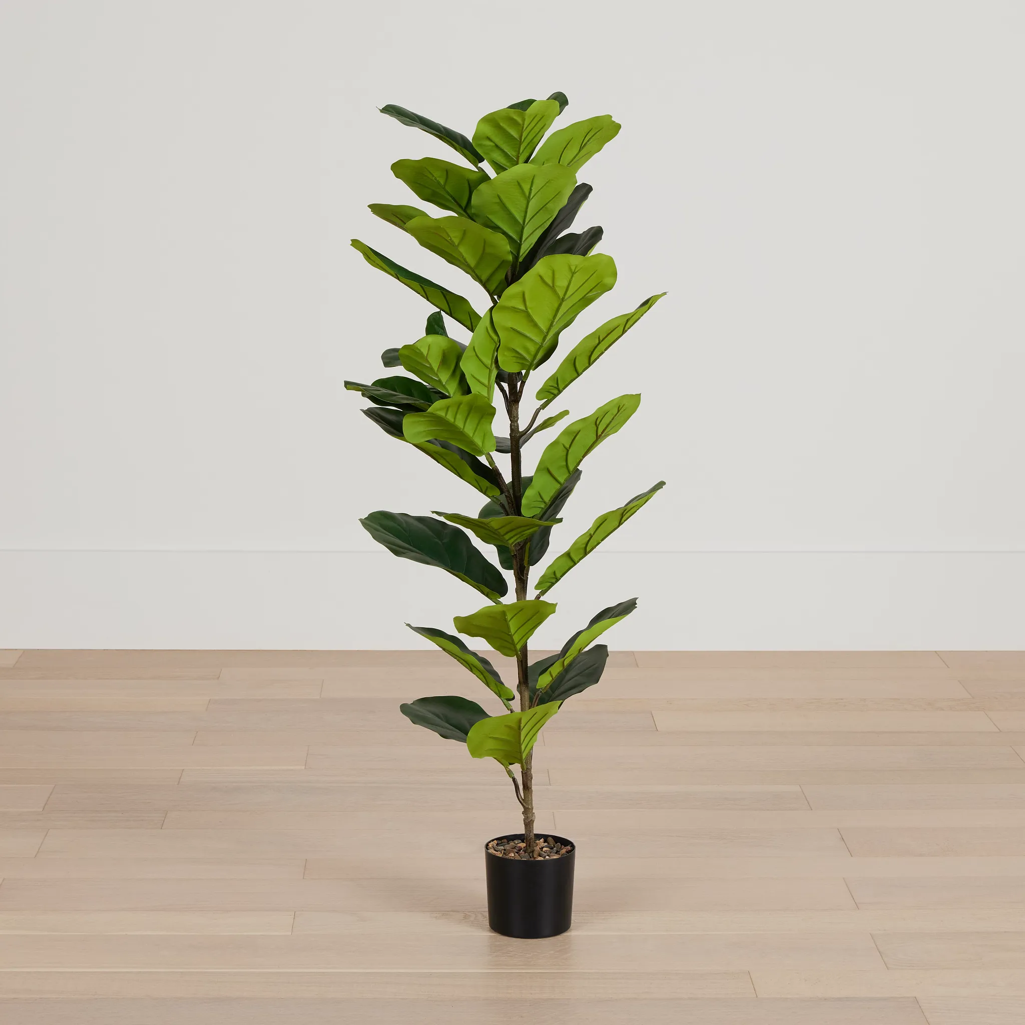 Ficus Lyrata 47" Greenery