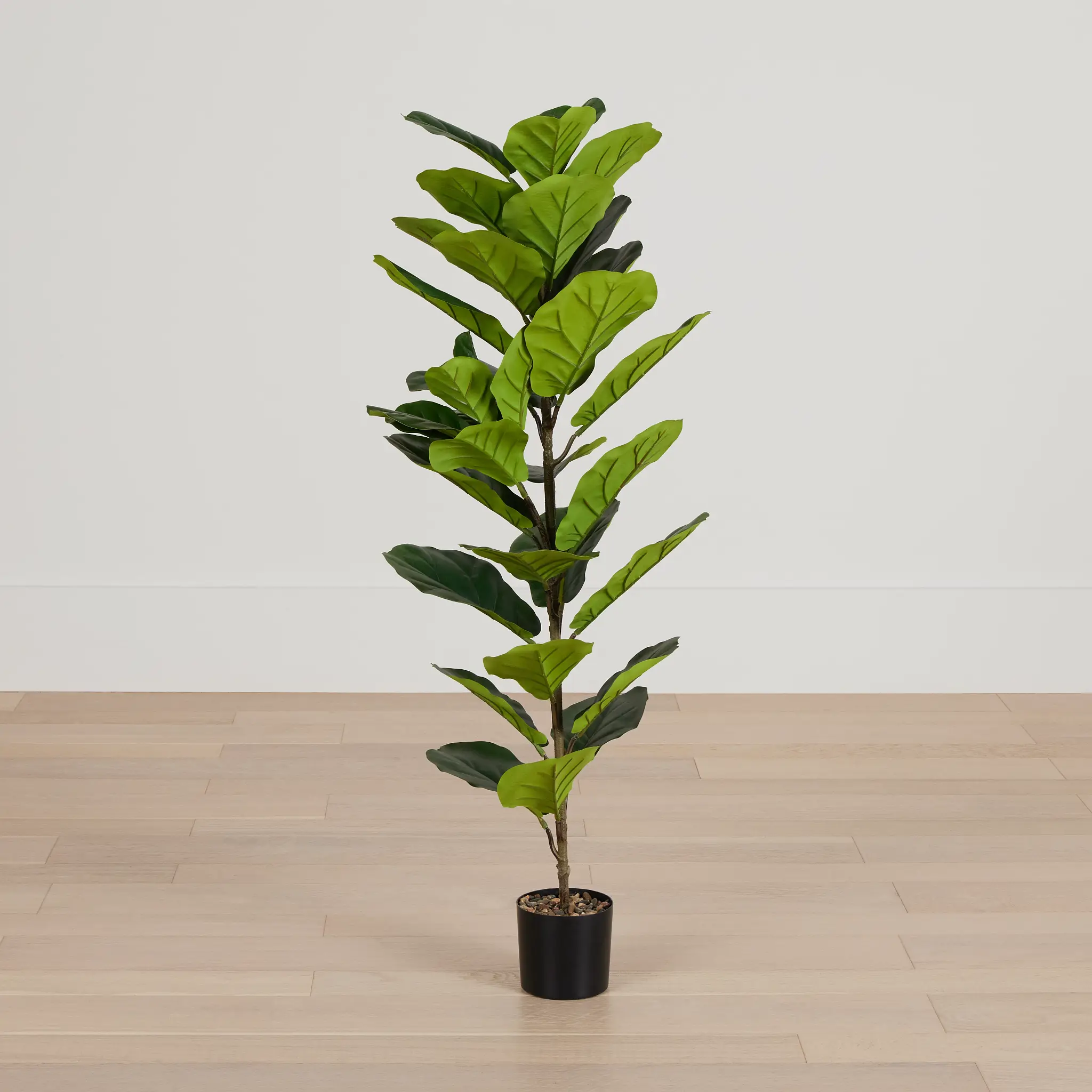 Ficus Lyrata 47" Greenery Ficus Lyrata 47" Greenery