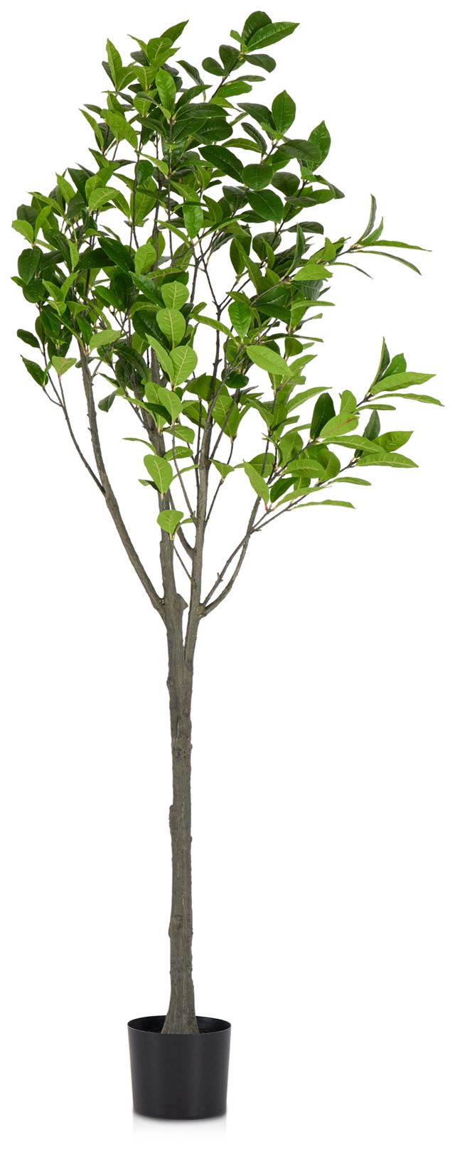 Osmanthus 6' Tree (1)