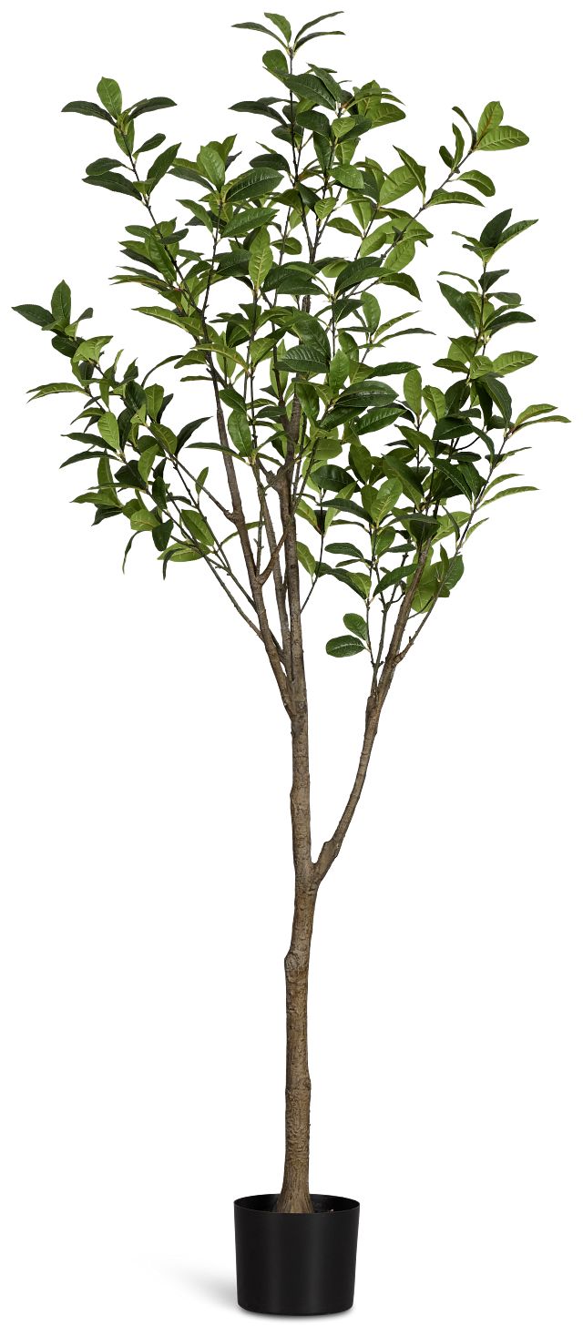 Osmanthus 6' Tree