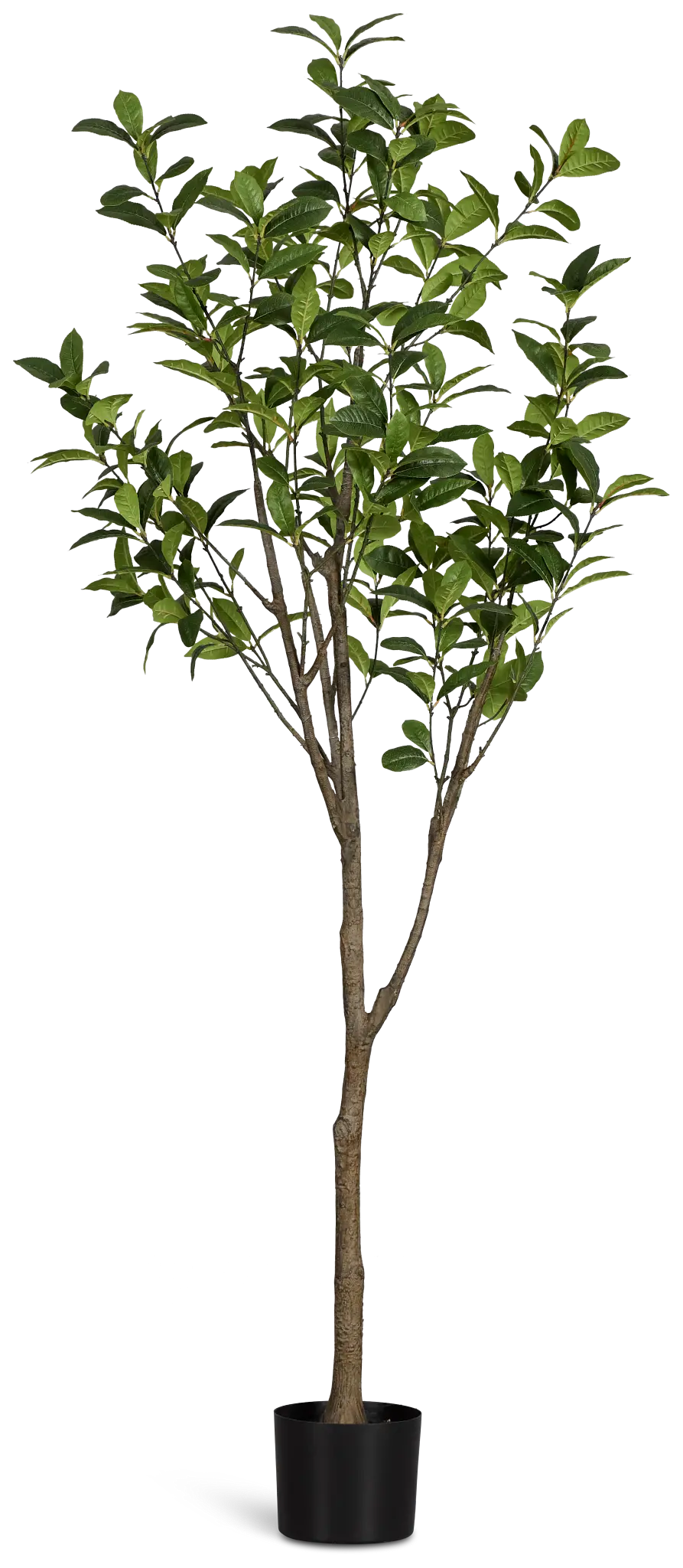 Osmanthus 6' Tree Osmanthus 6' Tree