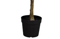 Magnolia 6' Green Tree