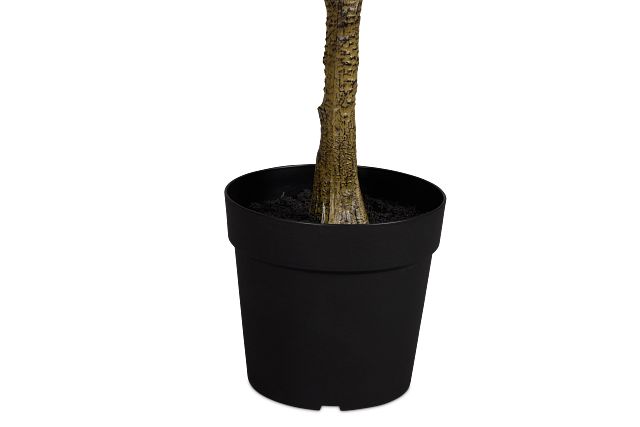 Magnolia 6' Green Tree
